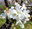 Floración del Cerezo en Piornal