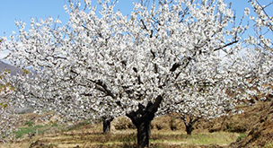 Floración del Cerezo en Piornal