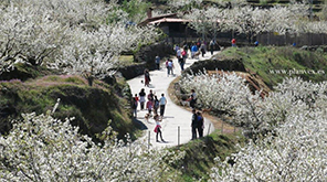 Floración del Cerezo en Piornal