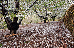 Floración del Cerezo en Piornal